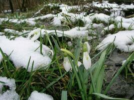 de eerste bloemen van sneeuwklokjes Aan ontdooid in de Woud. overblijfselen foto