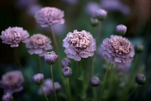 veld- van Purper schurftig bloemen. genereren ai foto