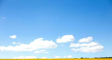 veld- met volwassen geel soja tegen blauw lucht met wit wolken. groeit voedingsmiddelen voor vegetariërs. groeit voedingsmiddelen voor vegetariërs. foto