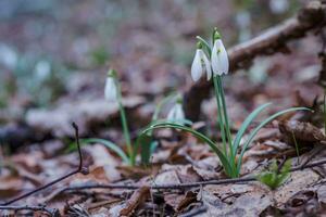 galanthus, sneeuwklokje drie bloemen tegen de achtergrond van bomen. foto