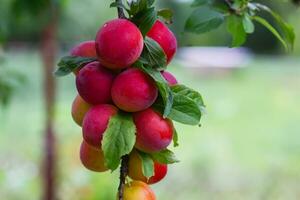 Pruim boom brunch, prunus vers fruit Aan een boom foto