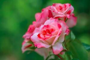 bundel van roze tuin rozen. foto