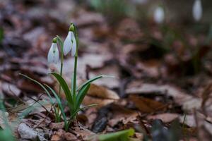 galanthus, sneeuwklokje drie bloemen tegen de achtergrond van bomen. foto