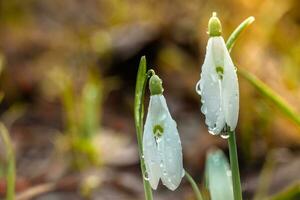 galanthus, sneeuwklokje drie bloemen tegen de achtergrond van bomen. foto