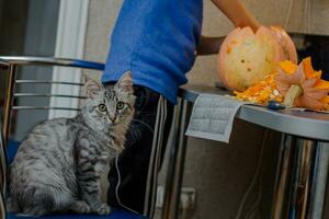 kat helpt naar besnoeiing uit een pompoen. familie pret werkzaamheid. gearriveerd pompoenen in jack-o-lanterns voor halloween. foto