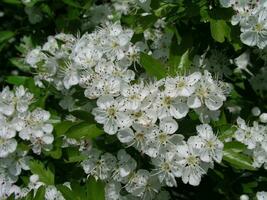 bloeiend crataegus, meidoorn, doornappel, meiboom, witdoorn, of appelbes mooi wit bloesems foto