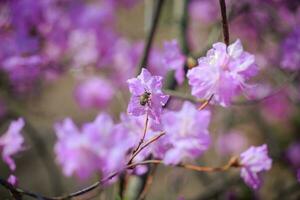 struik van bloeiend azalea's tegen een achtergrond van bomen in een blauw nevel. foto