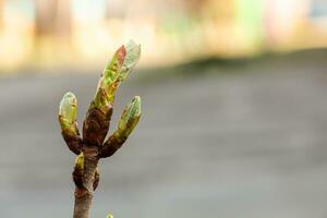 planten in de stad. vergroening werven. foto