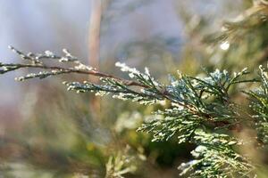 druppels van dauw Aan jeneverbes. groen jeneverbes takken in de voorjaar zon. buitenshuis het schieten met groen vervagen en bokeh in tuin achtergrond foto