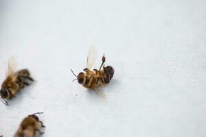 dood drones. dood honingbij insecten. selectie drones voor kunstmatig inseminatie voordat sperma verzameling. foto