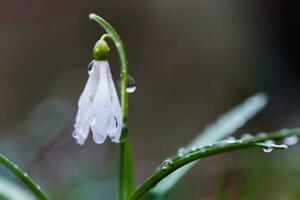 regen druppels Aan een sneeuwklokje bloem. sneeuwklokje na een douche. de fi foto