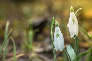 galanthus, sneeuwklokje drie bloemen tegen de achtergrond van bomen. foto