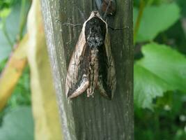 noctuidae Aan een boom Afdeling in de middag. een vlinder van th foto