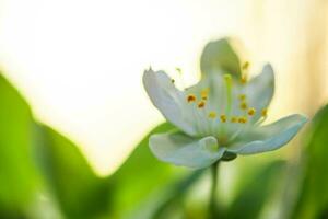 wit bloemen kers boom. bloemen kers boom bloeide. honing en geneeskrachtig planten Oekraïne. bloeiend fruit bomen. foto