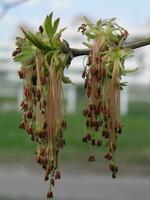 rood bloemen en groen bladeren jong esdoorn- boom in een veld- in graaf foto