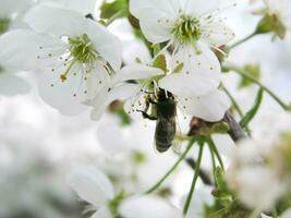 een bij verzamelt nectar van wit hyacint foto