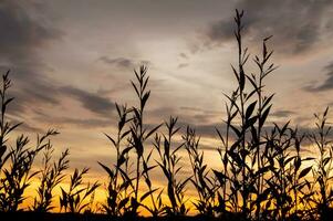 silhouet Woud met dramatisch zonsondergang lucht foto