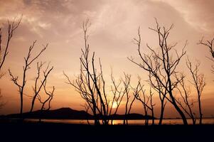 silhouet van boom takken met schemering lucht foto