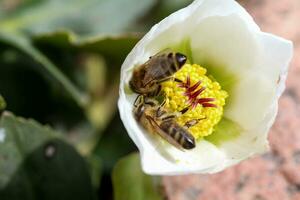 honing bij verzamelt nectar en stuifmeel in vroeg voorjaar van nieskruid, nieskruid, helleborus bloeiend planten in de familie ranonkelfamilie. foto