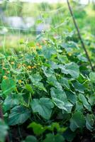 ucumber Aan een struik tussen de bladeren. komkommer Aan de achtergrond van de tuin. foto