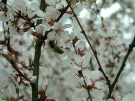 Nanking kers prunus tomentosa, Koreaans kers, manchu kers, donsachtig kers, Chinese kers, Chinese kers, Chinese kers, Chinese dwerg kers foto