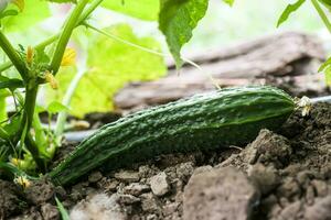 groot lang vers komkommer zaailing gegroeid in Open grond. teelt van komkommers in kassen. oogst concept foto