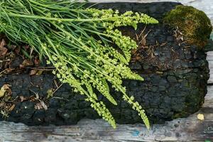 reseda luteola, verver raket, verver gras, lassen, wol, geel onkruid foto