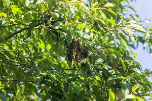 zwerm van bijen Aan een boom Afdeling. klein bij zwerm Aan een kers Afdeling in de tuin in de buurt de bijenstal. foto