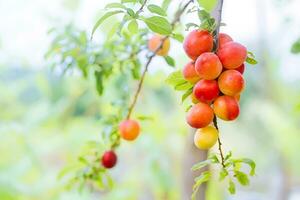 kers Pruim of myrobalan prunus cerasifera rood rijp steenvrucht, stenen fruit van Aan takken van boom in zomer. boomgaarden gedurende oogst van vruchten. foto