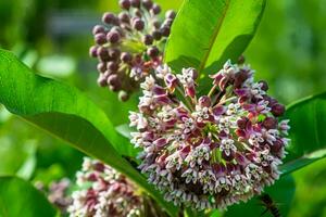 asclepias Syrië, gemeenschappelijk kroontjeskruid, vlinder bloem, zijdekruid, zijdezacht zwaluwkruid, en Virginia zijdekruid, kroontjeskruid een gevaarlijk onkruid dat bloei in de zomer. een mooi zo honing plant, van de weiden van Oekraïne en Europa. foto