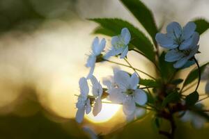 wit bloemen kers boom. wit bloemen kers boom. bloemen kers boom bloeide. honing en geneeskrachtig planten Oekraïne. bloeiend fruit bomen. foto