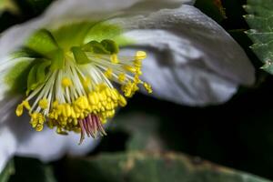 nieskruid, nieskruid, helleborus bloeiend planten in de familie ranonkelfamilie. foto