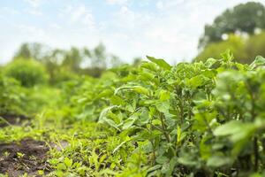 jong aardappel struiken tegen lucht. groeit biologisch groenten Aan bed zonder gebruik van Chemicaliën en nitraten. natuurlijk landbouw foto