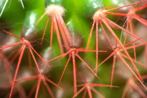 koraal rood naalden van een cactus. woestijn vat cactus detailopname. nieuw wit naalden Aan een cactus. neiging kleur. top visie. foto