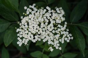 zwarte vlierbessen sambucus bij een vlierbessenstruik foto