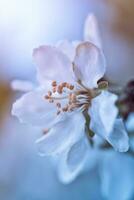 prunus cerasus, verzuren kers, scherp , of dwerg, moreel, amarelle, montmorency kers wit delicaat bloem met jong groen bladeren foto