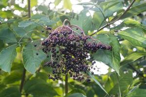 zwarte vlierbessen sambucus bij een vlierbessenstruik foto