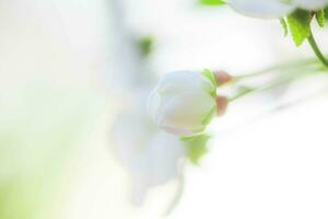 wit met roze bloemen van de kers bloesems Aan een voorjaar dag in de park foto