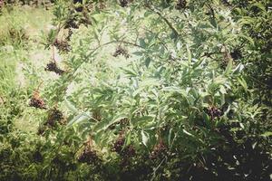 zwarte vlierbessen sambucus bij een vlierbessenstruik foto