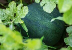 een klein groen onrijp watermeloen Aan een bastan in de zomer. watermeloen Liaan bladeren in de tuin toenemen en rijpen foto