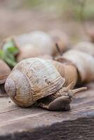 bundel van met de hand geplukt druif slakken, zomer dag in tuin. druif slak boerderij voor restaurants. eetbaar slak of escargot, is een soorten van groot, eetbaar, luchtademend land- Aan houten plank. foto