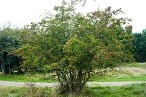 rode bessen van de crataegusboom foto