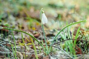 galanthus, sneeuwklokje drie bloemen tegen de achtergrond van bomen. foto