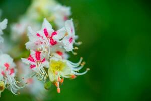 kastanje bloemen en bloemknoppen Aan in de lente. helder groen bladeren dichtbij omhoog. achtergrond voor voorjaar schermbeveiliging Aan telefoon. wedergeboorte van natuur. bloeiend bloemknoppen Aan bomen. foto