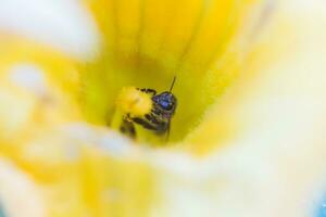 een bij verzamelen nectar van een pompoen bloem. een honingbij zit Aan de stamper van reusachtig geel pompoen bloem. foto