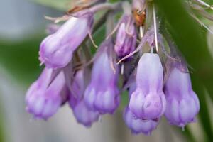 symphytum officinale, andere soorten van symphytum, smeerwortel, quaker smeerwortel, bottenset, breibeen, verward, en gladde wortel. zacht focus foto