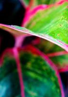blad van aglaonema 'siam aurora' tropische kamerplant foto