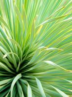 succulente installatieclose-up, detail op bladeren van smalbladige yucca foto