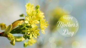 geel esdoorn- bloemen. voorjaar achtergrond met de opschrift gelukkig moeder dag foto