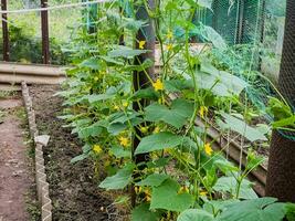 jong komkommer planten groeit in een huis serre. groeit komkommers. agrarisch achtergrond. foto